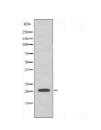 mrpl41 antibody